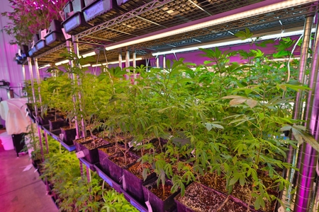 Oklahoma Cannabis Business For Sale - image 12