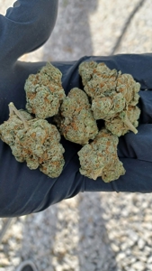 Oklahoma Cannabis Business For Sale - image 19