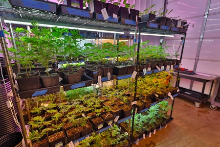 Oklahoma Cannabis Business For Sale - image 9
