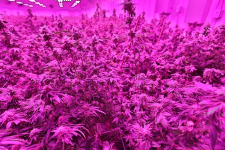 Oklahoma Cannabis Business For Sale - image 16