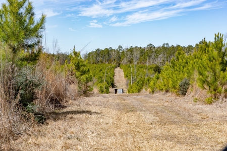 50 Acres Lincoln Parish Timberland for Sale North LA - image 19