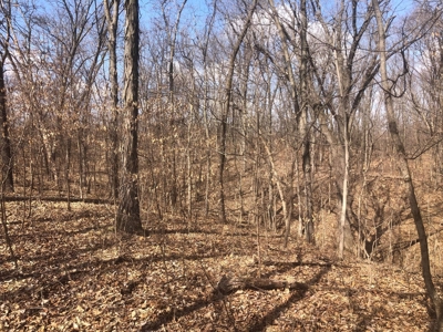 Land For Sale - image 3