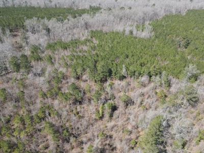 Timberland Tract in South Arkansas - image 36