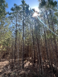 Timberland Tract in South Arkansas - image 4
