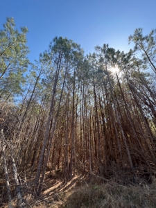 Timberland Tract in South Arkansas - image 13