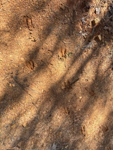 Timberland Tract in South Arkansas - image 6