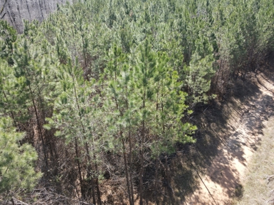 Timberland Tract in South Arkansas - image 29