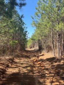 Timberland Tract in South Arkansas - image 5