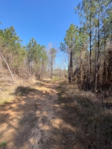 Timberland Tract in South Arkansas - image 15