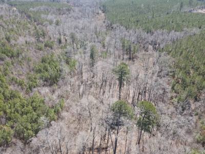 Timberland Tract in South Arkansas - image 38