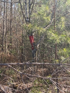 Timberland Tract in South Arkansas - image 16