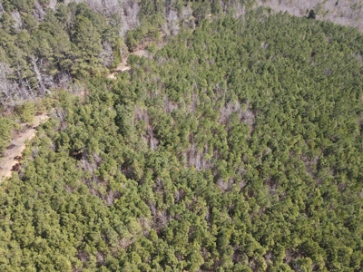 Timberland Tract in South Arkansas - image 31