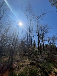 Timberland Tract in South Arkansas - image 9