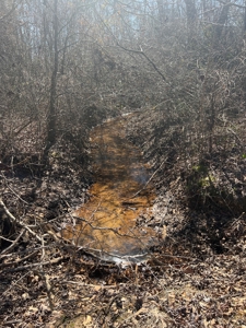 Timberland Tract in South Arkansas - image 11