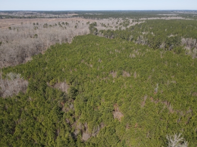 Timberland Tract in South Arkansas - image 33