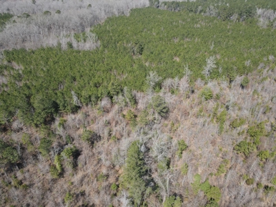 Timberland Tract in South Arkansas - image 35
