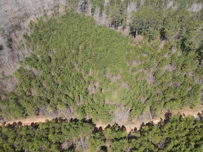 Timberland Tract in South Arkansas - image 32