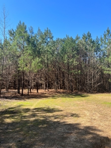 Timberland Tract in South Arkansas - image 3