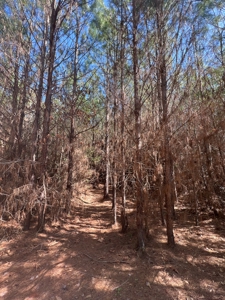 Timberland Tract in South Arkansas - image 18