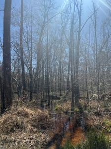Timberland Tract in South Arkansas - image 7