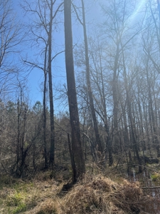 Timberland Tract in South Arkansas - image 8