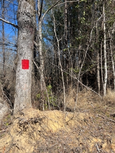Timberland Tract in South Arkansas - image 24