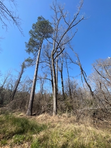 Timberland Tract in South Arkansas - image 10