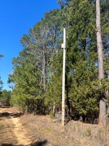 Timberland Tract in South Arkansas - image 2