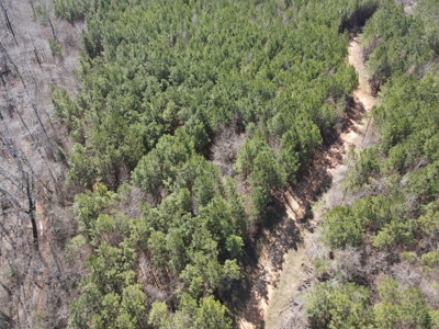 Timberland Tract in South Arkansas - image 30