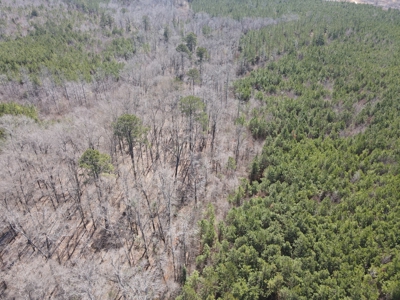 Timberland Tract in South Arkansas - image 42