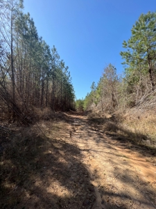Timberland Tract in South Arkansas - image 14
