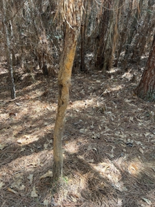 Timberland Tract in South Arkansas - image 23