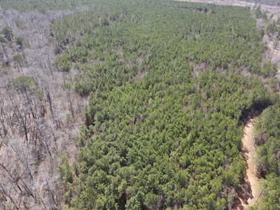 Timberland Tract in South Arkansas - image 40