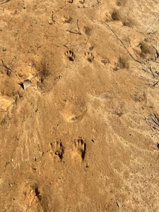 Timberland Tract in South Arkansas - image 25