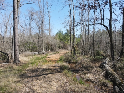 Timberland Tract in South Arkansas - image 28