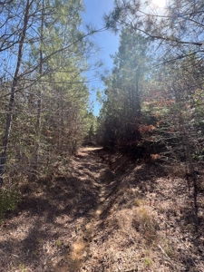 Timberland Tract in South Arkansas - image 17