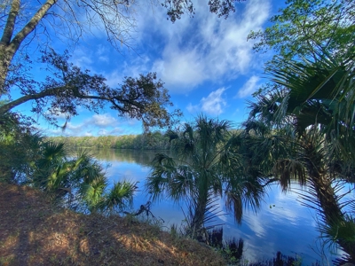 Suwannee River Oasis! - image 2