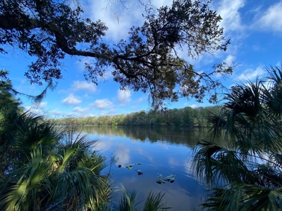 Suwannee River Oasis! - image 3
