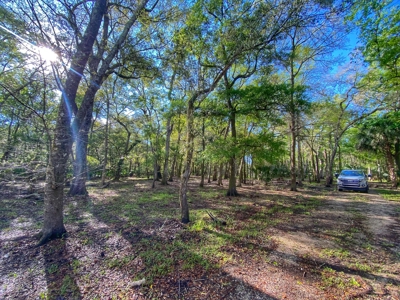 Suwannee River Oasis! - image 10