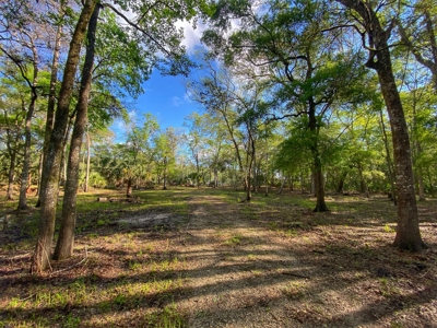 Suwannee River Oasis! - image 11