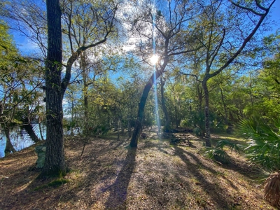 Suwannee River Oasis! - image 6