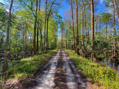 Suwannee River Oasis! - image 17