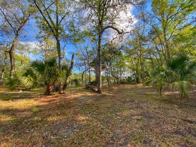 Suwannee River Oasis! - image 7