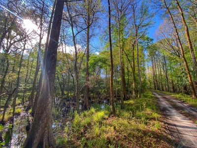 Suwannee River Oasis! - image 15