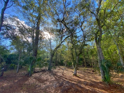 Suwannee River Oasis! - image 9