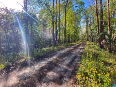 Suwannee River Oasis! - image 16