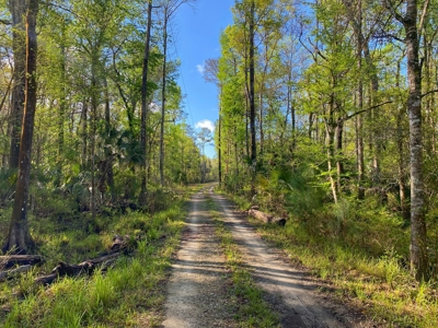 Suwannee River Oasis! - image 18