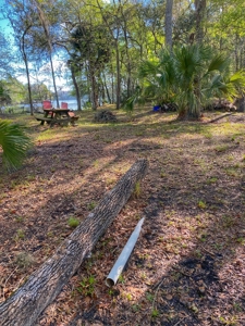 Suwannee River Oasis! - image 14