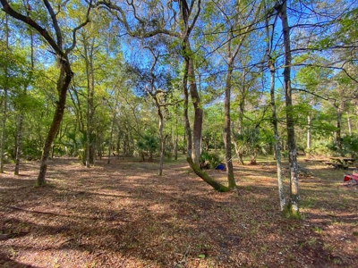 Suwannee River Oasis! - image 5
