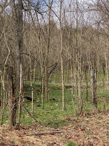 32 Acres Unrestricted Land in Sneedville, TN For Sale - image 10
